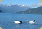 Lago Puelo Cabaña - Lago Puelo - Chubut - Patagonia